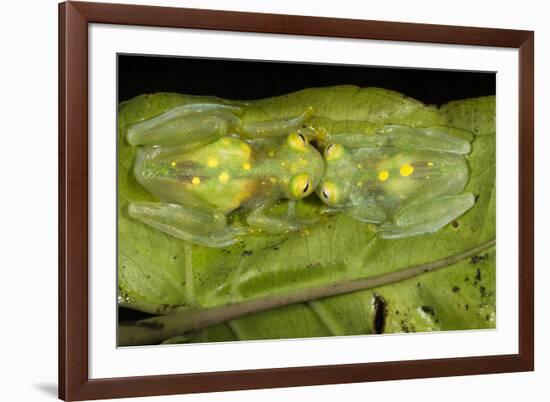 Glass Frogs, Ecuador-Pete Oxford-Framed Photographic Print