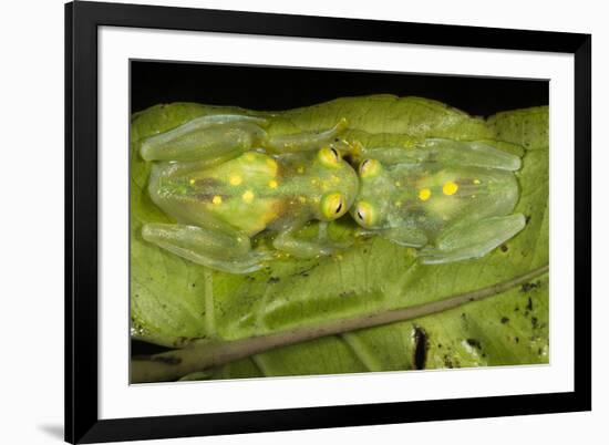 Glass Frogs, Ecuador-Pete Oxford-Framed Photographic Print