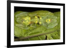 Glass Frogs, Ecuador-Pete Oxford-Framed Photographic Print