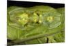 Glass Frogs, Ecuador-Pete Oxford-Mounted Photographic Print