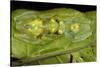 Glass Frogs, Ecuador-Pete Oxford-Stretched Canvas