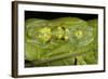 Glass Frogs, Ecuador-Pete Oxford-Framed Photographic Print