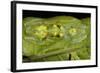 Glass Frogs, Ecuador-Pete Oxford-Framed Photographic Print