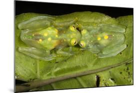 Glass Frogs, Ecuador-Pete Oxford-Mounted Photographic Print