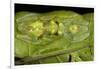 Glass Frogs, Ecuador-Pete Oxford-Framed Photographic Print