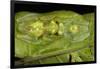 Glass Frogs, Ecuador-Pete Oxford-Framed Photographic Print