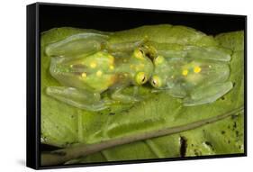 Glass Frogs, Ecuador-Pete Oxford-Framed Stretched Canvas