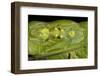 Glass Frogs, Ecuador-Pete Oxford-Framed Photographic Print