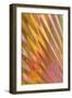 Glass Patterns II-Kathy Mahan-Framed Photographic Print