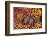 Glass-Wing Butterfly on Ring-Necked Pheasant Feather Design-Darrell Gulin-Framed Premium Photographic Print