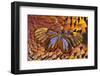 Glass-Wing Butterfly on Ring-Necked Pheasant Feather Design-Darrell Gulin-Framed Premium Photographic Print