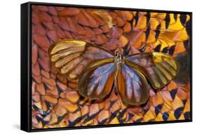 Glass-Wing Butterfly on Ring-Necked Pheasant Feather Design-Darrell Gulin-Framed Stretched Canvas