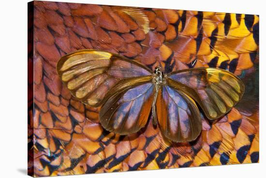 Glass-Wing Butterfly on Ring-Necked Pheasant Feather Design-Darrell Gulin-Stretched Canvas