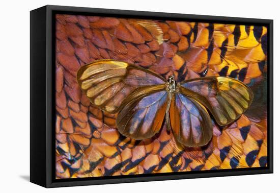 Glass-Wing Butterfly on Ring-Necked Pheasant Feather Design-Darrell Gulin-Framed Stretched Canvas