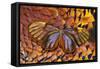 Glass-Wing Butterfly on Ring-Necked Pheasant Feather Design-Darrell Gulin-Framed Stretched Canvas