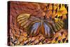 Glass-Wing Butterfly on Ring-Necked Pheasant Feather Design-Darrell Gulin-Stretched Canvas