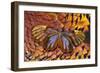 Glass-Wing Butterfly on Ring-Necked Pheasant Feather Design-Darrell Gulin-Framed Photographic Print