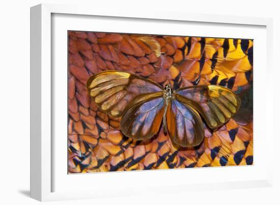 Glass-Wing Butterfly on Ring-Necked Pheasant Feather Design-Darrell Gulin-Framed Photographic Print