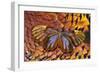 Glass-Wing Butterfly on Ring-Necked Pheasant Feather Design-Darrell Gulin-Framed Photographic Print