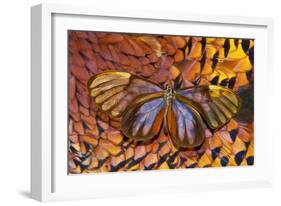 Glass-Wing Butterfly on Ring-Necked Pheasant Feather Design-Darrell Gulin-Framed Photographic Print