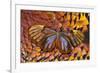 Glass-Wing Butterfly on Ring-Necked Pheasant Feather Design-Darrell Gulin-Framed Photographic Print