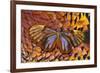 Glass-Wing Butterfly on Ring-Necked Pheasant Feather Design-Darrell Gulin-Framed Photographic Print