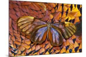 Glass-Wing Butterfly on Ring-Necked Pheasant Feather Design-Darrell Gulin-Mounted Photographic Print