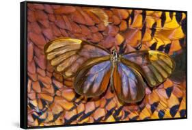 Glass-Wing Butterfly on Ring-Necked Pheasant Feather Design-Darrell Gulin-Framed Stretched Canvas