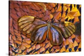 Glass-Wing Butterfly on Ring-Necked Pheasant Feather Design-Darrell Gulin-Stretched Canvas