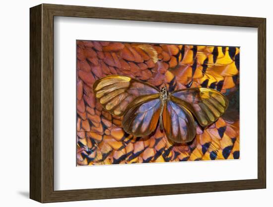 Glass-Wing Butterfly on Ring-Necked Pheasant Feather Design-Darrell Gulin-Framed Photographic Print