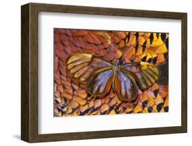 Glass-Wing Butterfly on Ring-Necked Pheasant Feather Design-Darrell Gulin-Framed Photographic Print