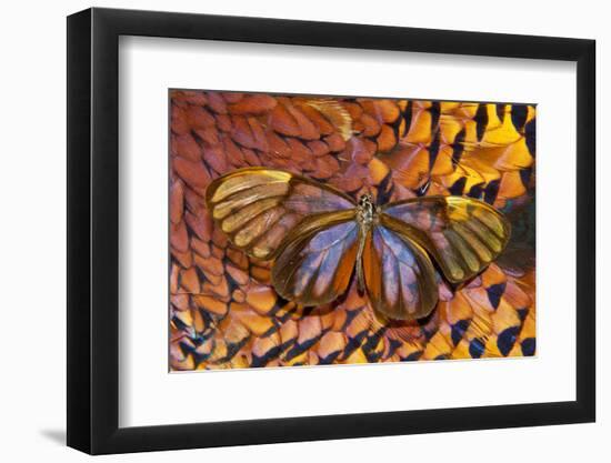 Glass-Wing Butterfly on Ring-Necked Pheasant Feather Design-Darrell Gulin-Framed Photographic Print