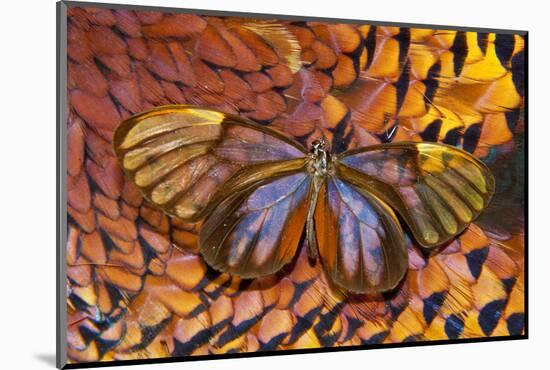 Glass-Wing Butterfly on Ring-Necked Pheasant Feather Design-Darrell Gulin-Mounted Photographic Print