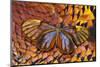 Glass-Wing Butterfly on Ring-Necked Pheasant Feather Design-Darrell Gulin-Mounted Photographic Print