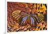 Glass-Wing Butterfly on Ring-Necked Pheasant Feather Design-Darrell Gulin-Framed Photographic Print