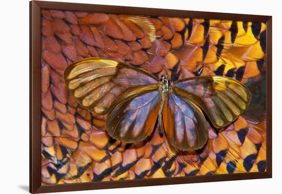 Glass-Wing Butterfly on Ring-Necked Pheasant Feather Design-Darrell Gulin-Framed Photographic Print