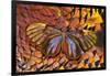 Glass-Wing Butterfly on Ring-Necked Pheasant Feather Design-Darrell Gulin-Framed Photographic Print