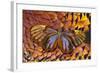 Glass-Wing Butterfly on Ring-Necked Pheasant Feather Design-Darrell Gulin-Framed Photographic Print