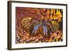 Glass-Wing Butterfly on Ring-Necked Pheasant Feather Design-Darrell Gulin-Framed Photographic Print