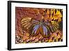 Glass-Wing Butterfly on Ring-Necked Pheasant Feather Design-Darrell Gulin-Framed Photographic Print