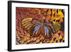 Glass-Wing Butterfly on Ring-Necked Pheasant Feather Design-Darrell Gulin-Framed Photographic Print