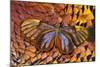 Glass-Wing Butterfly on Ring-Necked Pheasant Feather Design-Darrell Gulin-Mounted Photographic Print