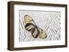 Glass-Wing Butterfly on Silver Pheasant Feather Pattern-Darrell Gulin-Framed Photographic Print