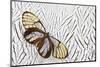 Glass-Wing Butterfly on Silver Pheasant Feather Pattern-Darrell Gulin-Mounted Photographic Print