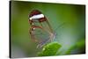 Glass Wing Butterfly-Bahadir Yeniceri-Stretched Canvas