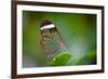 Glass Wing Butterfly-Bahadir Yeniceri-Framed Photographic Print