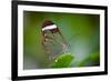 Glass Wing Butterfly-Bahadir Yeniceri-Framed Photographic Print