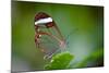 Glass Wing Butterfly-Bahadir Yeniceri-Mounted Photographic Print