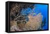 Glassfish (Parapriacanthus Ransonneti) Shoal-Mark Doherty-Framed Stretched Canvas