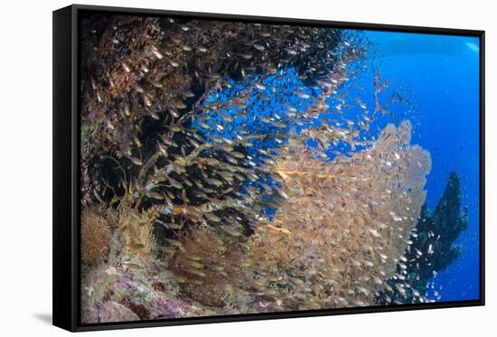 Glassfish (Parapriacanthus Ransonneti) Shoal-Mark Doherty-Framed Stretched Canvas